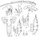Espèce Neorhabdus latus - Planche 5 de figures morphologiques