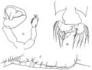 Espèce Labidocera bataviae - Planche 1 de figures morphologiques