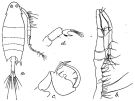 Espèce Labidocera pectinata - Planche 1 de figures morphologiques