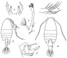 Species Pontellopsis scotti - Plate 1 of morphological figures