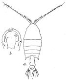 Espèce Pontellopsis herdmani - Planche 2 de figures morphologiques