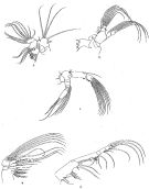 Species Bathycalanus richardi - Plate 5 of morphological figures