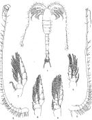 Species Metridia princeps - Plate 10 of morphological figures