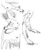 Espèce Lucicutia maxima - Planche 1 de figures morphologiques