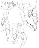 Espèce Lucicutia maxima - Planche 2 de figures morphologiques