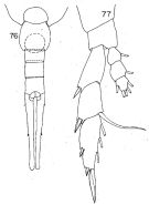 Espèce Lucicutia bella - Planche 3 de figures morphologiques