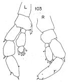 Espèce Lucicutia bradyana - Planche 2 de figures morphologiques