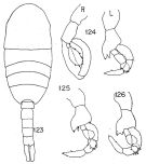 Espèce Lucicutia clausi - Planche 11 de figures morphologiques