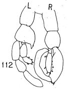 Espèce Lucicutia gemina - Planche 4 de figures morphologiques