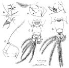 Espèce Acartia (Odontacartia) bispinosa - Planche 3 de figures morphologiques