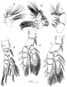 Espèce Pseudodiaptomus ishigakiensis - Planche 2 de figures morphologiques