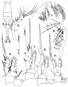 Espèce Oithona atlantica - Planche 6 de figures morphologiques