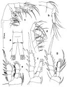 Species Oithona attenuata - Plate 4 of morphological figures
