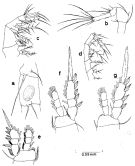 Espèce Oithona attenuata - Planche 6 de figures morphologiques