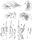 Species Oithona brevicornis - Plate 12 of morphological figures