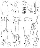 Espèce Oithona decipiens - Planche 2 de figures morphologiques