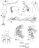 Espèce Oithona fallax - Planche 1 de figures morphologiques