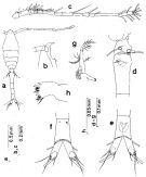 Espèce Oithona longispina - Planche 1 de figures morphologiques