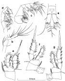 Species Oithona nana - Plate 3 of morphological figures