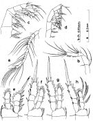 Species Oithona nana - Plate 5 of morphological figures
