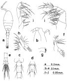 Species Oithona nana - Plate 6 of morphological figures