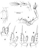 Espèce Oithona nana - Planche 7 de figures morphologiques