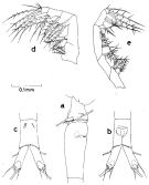 Espèce Oithona pseudofrigida - Planche 2 de figures morphologiques