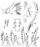 Species Dioithona rigida - Plate 2 of morphological figures