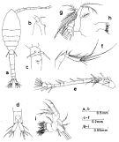 Espèce Oithona robusta - Planche 1 de figures morphologiques