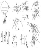 Espèce Oithona simplex - Planche 3 de figures morphologiques
