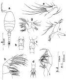 Species Oithona simplex - Plate 5 of morphological figures