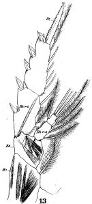 Species Temora stylifera - Plate 6 of morphological figures