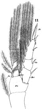 Species Temora stylifera - Plate 13 of morphological figures