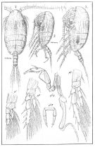 Espèce Stephos minor - Planche 1 de figures morphologiques