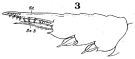 Species Temora discaudata - Plate 11 of morphological figures