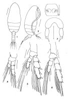 Espèce Parvocalanus crassirostris - Planche 1 de figures morphologiques