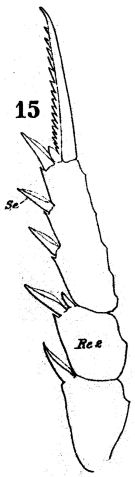 Espèce Temora longicornis - Planche 3 de figures morphologiques