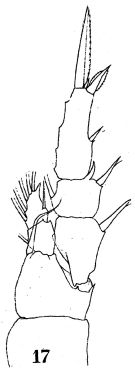 Espèce Temora turbinata - Planche 8 de figures morphologiques