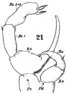 Species Temora turbinata - Plate 9 of morphological figures