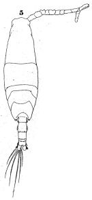 Espèce Acartia (Acartiura) clausi - Planche 13 de figures morphologiques