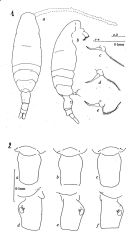 Espèce Acartia (Acartiura) lefevreae - Planche 1 de figures morphologiques