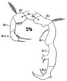 Espèce Acartia (Acartiura) discaudata - Planche 5 de figures morphologiques