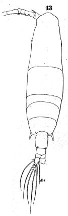 Espèce Acartia (Odontacartia) erythraea - Planche 2 de figures morphologiques