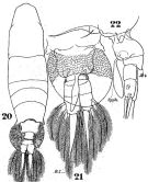 Espèce Paracartia latisetosa - Planche 1 de figures morphologiques