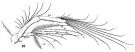 Espèce Acartia (Acartiura) clausi - Planche 16 de figures morphologiques