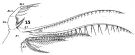 Espèce Acartia (Acartiura) clausi - Planche 18 de figures morphologiques