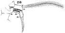 Espèce Acartia (Acartiura) clausi - Planche 19 de figures morphologiques