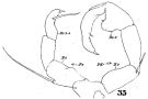 Espèce Acartia (Odontacartia) spinicauda - Planche 4 de figures morphologiques