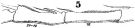 Espèce Acartia (Odontacartia) erythraea - Planche 4 de figures morphologiques