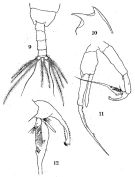 Species Euchaeta plana - Plate 7 of morphological figures